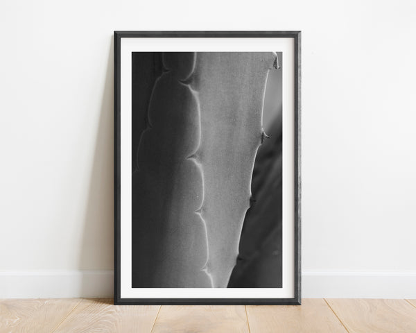 Agave