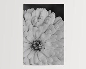 Floral Collection