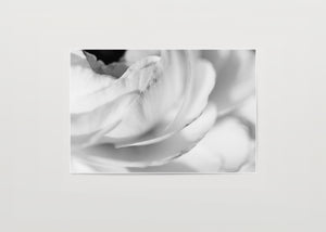 Delicate