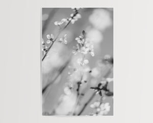 Blossom