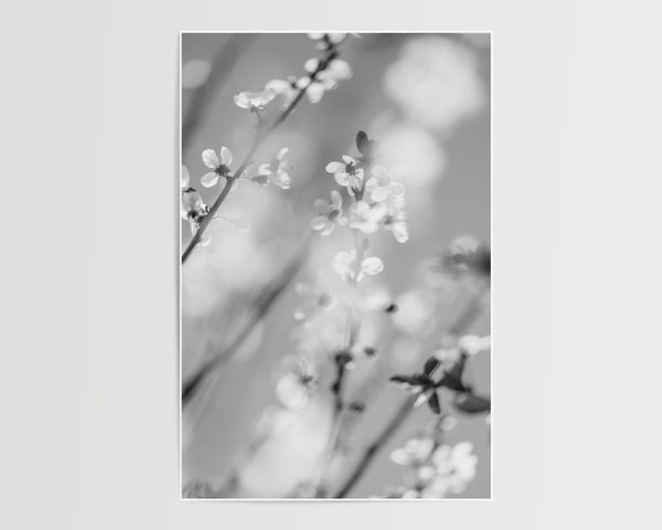 Blossom