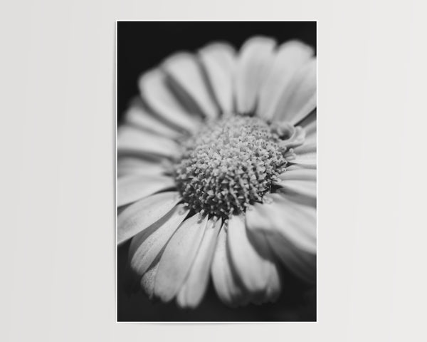 Optimist