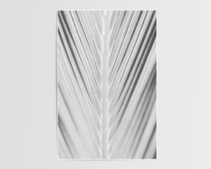 Palm