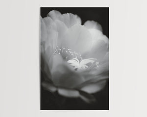 Petal